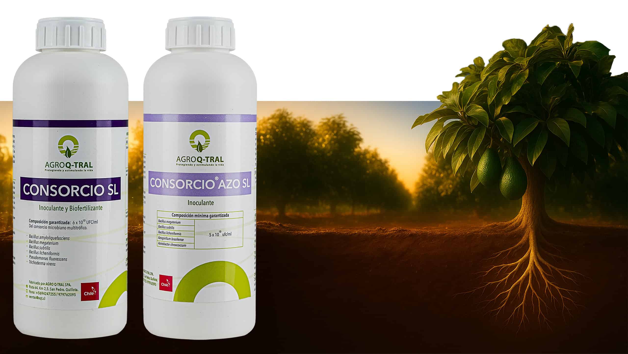 lp aqt anuario paltas 2025 bg resized